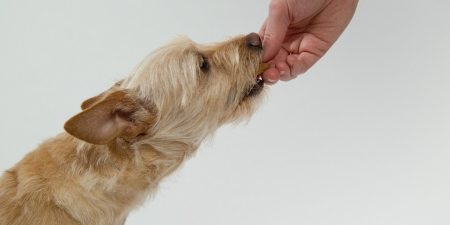 Can Dogs Eat Vegan and Vegetarian Meals?