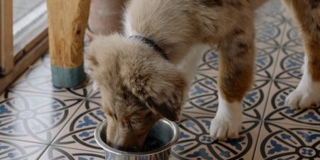 Dog-Friendly Dinners – Treating Your Canine This Christmas
